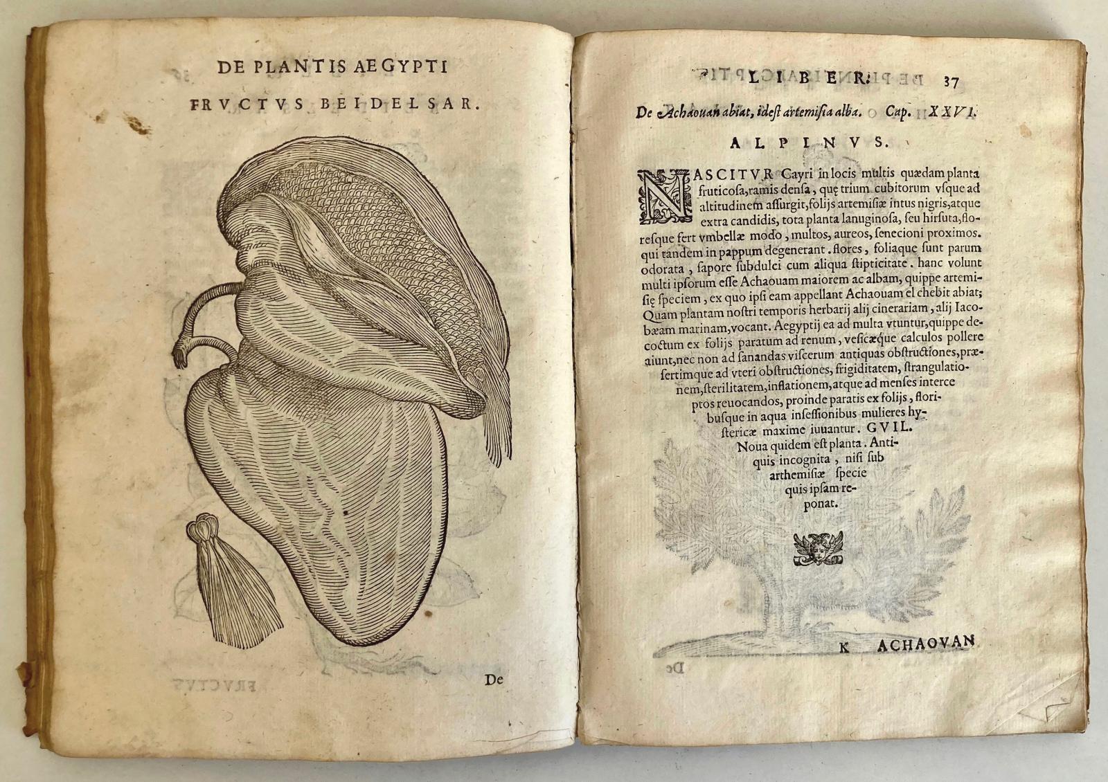Botanique  du XVIe siècle