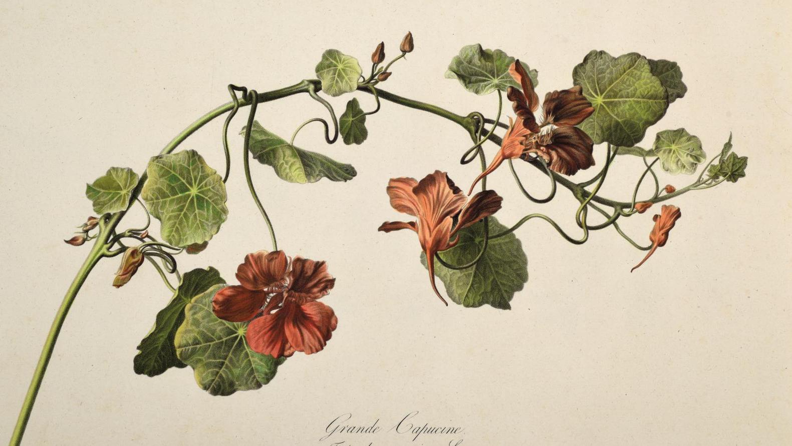 Gérard Van Spaendonck (1746-1822), Fleurs dessinées d’après nature, 1799-1801, suite... L’art floral selon Van Spaendonck