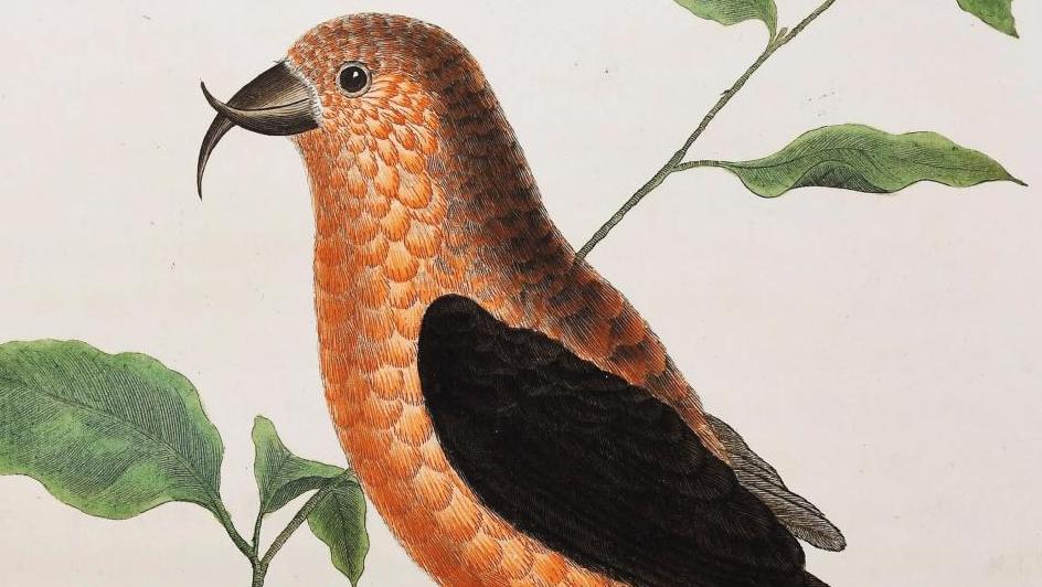 Georges-Louis Leclerc de Buffon (1707-1788), Histoire naturelle des oiseaux, Paris,... Les oiseaux de Buffon, une histoire naturelle...