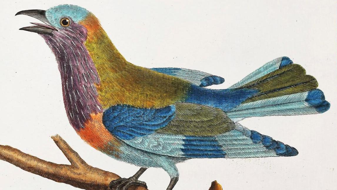 Georges-Louis Leclerc de Buffon (1707-1788), Histoire naturelle des oiseaux, Paris,... L’envolée des Oiseaux de Buffon
